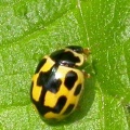 14-spot ladybird (Propylea 14-punctata) Kenneth Noble
